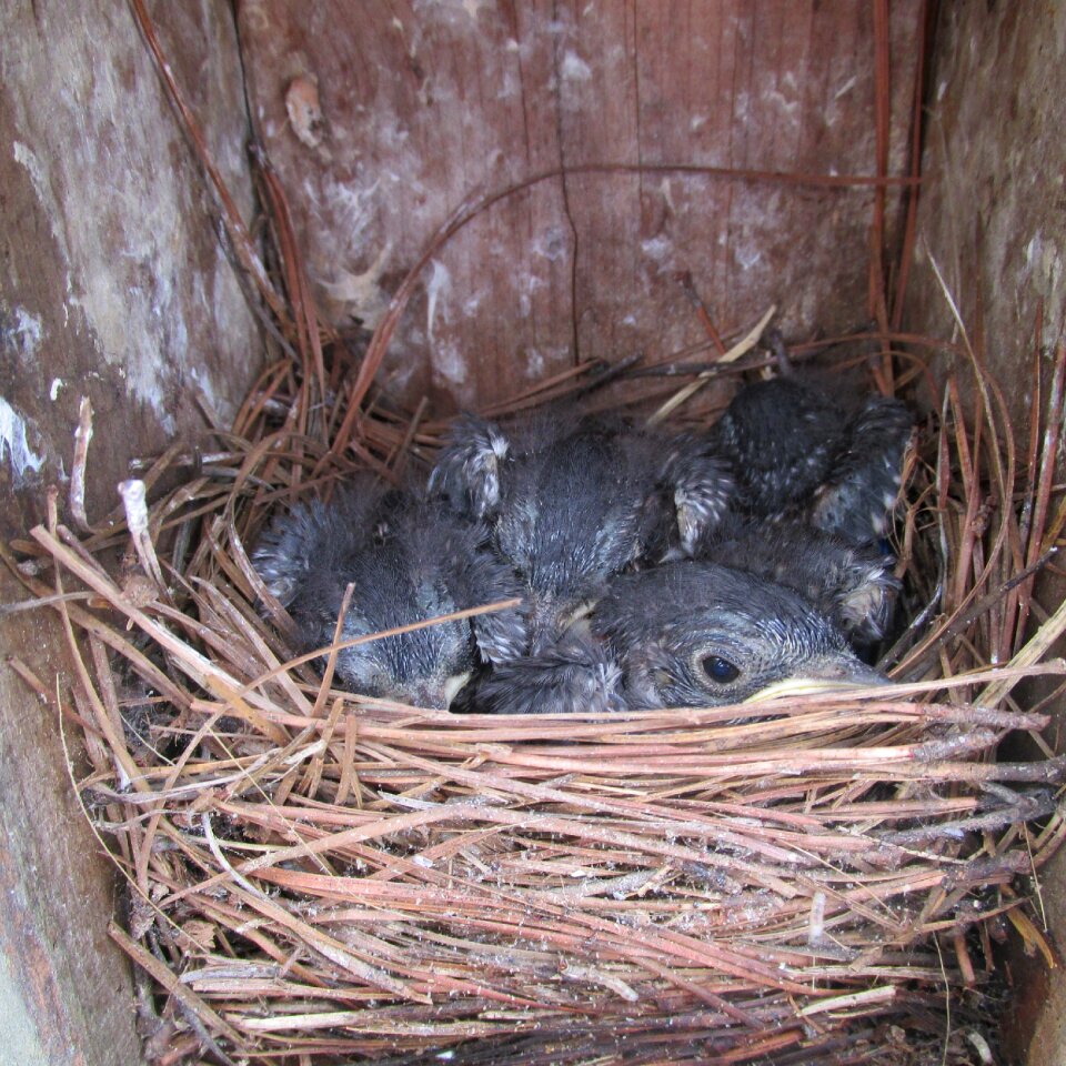 Blue bird wild