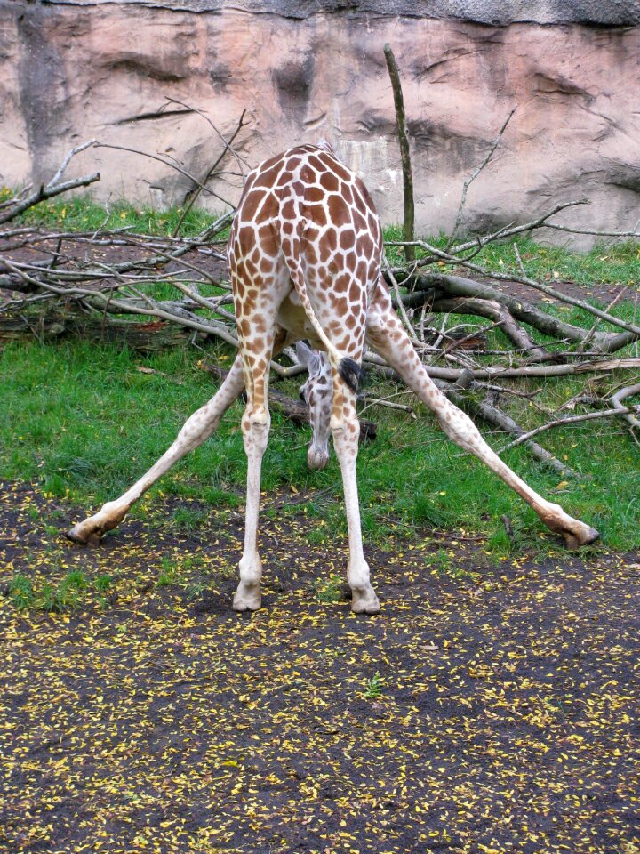 Nature animal feeding