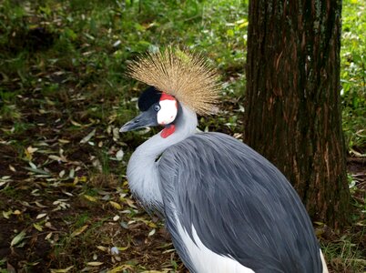 Grey crowned crane headdress springs photo