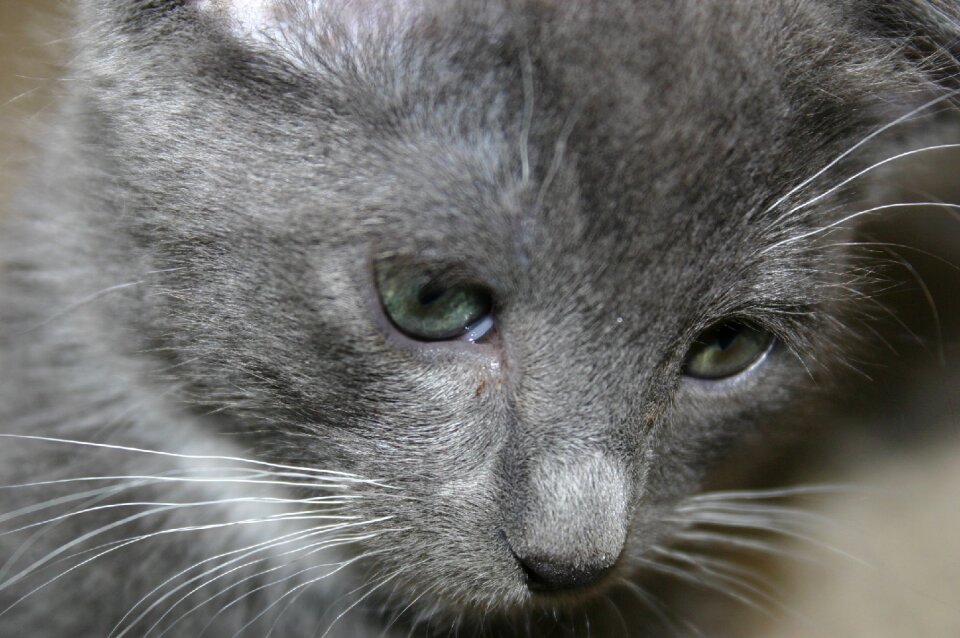 Pet kitten feline