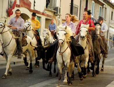 Bulls horses feria