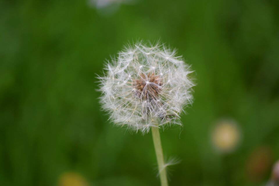 Flowers flower green