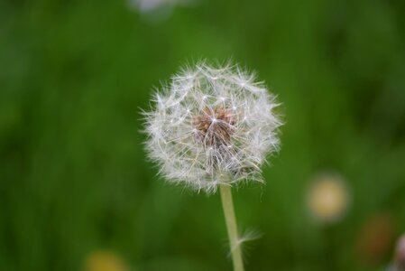 Flowers flower green