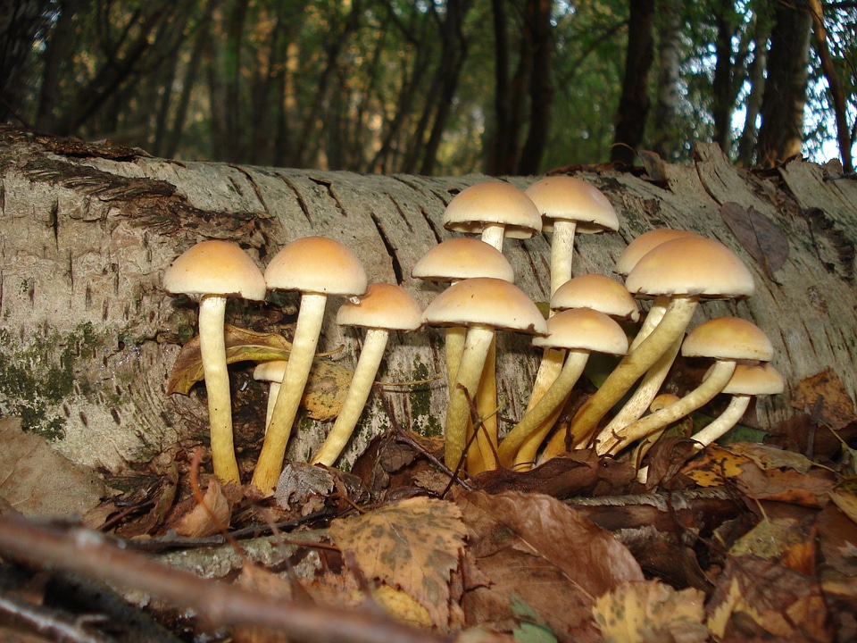 Nature autumn forest