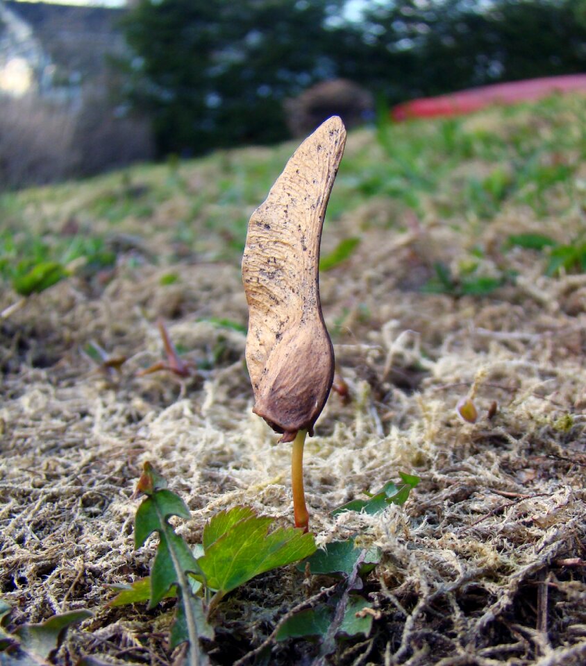 Nose germinate plant