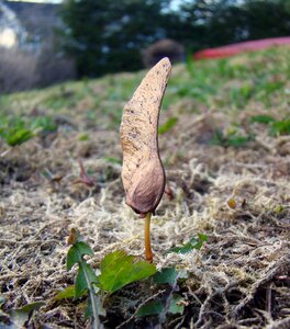 Nose germinate plant