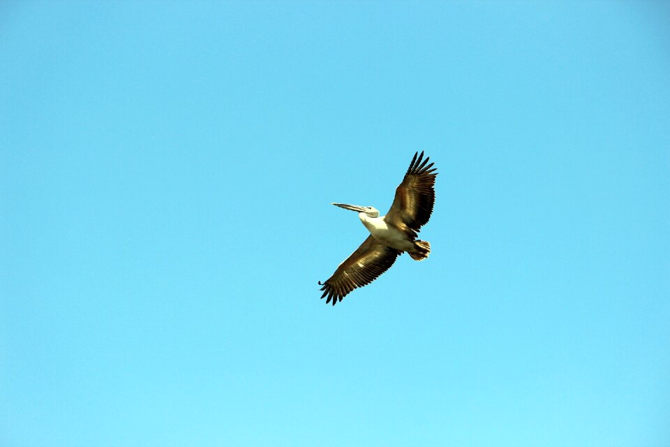 Sea ​​bird flight nature