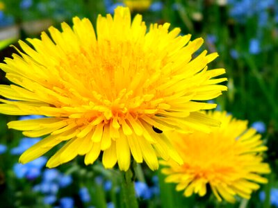Yellow plant spring