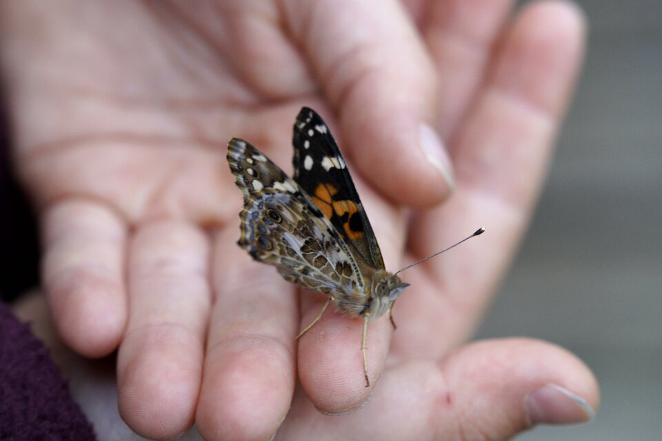 Edelfalter insect summer