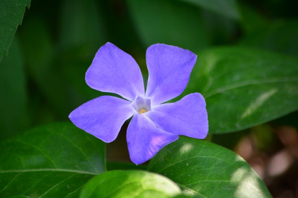 Spring flora flowers