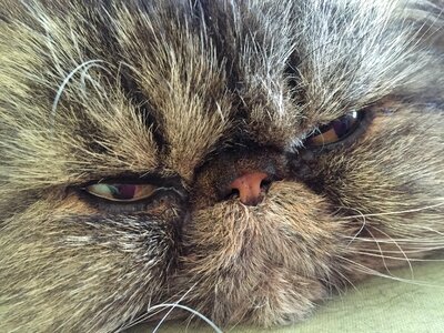 Sleep fur whiskers