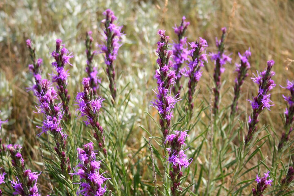 Flower purple flower spring