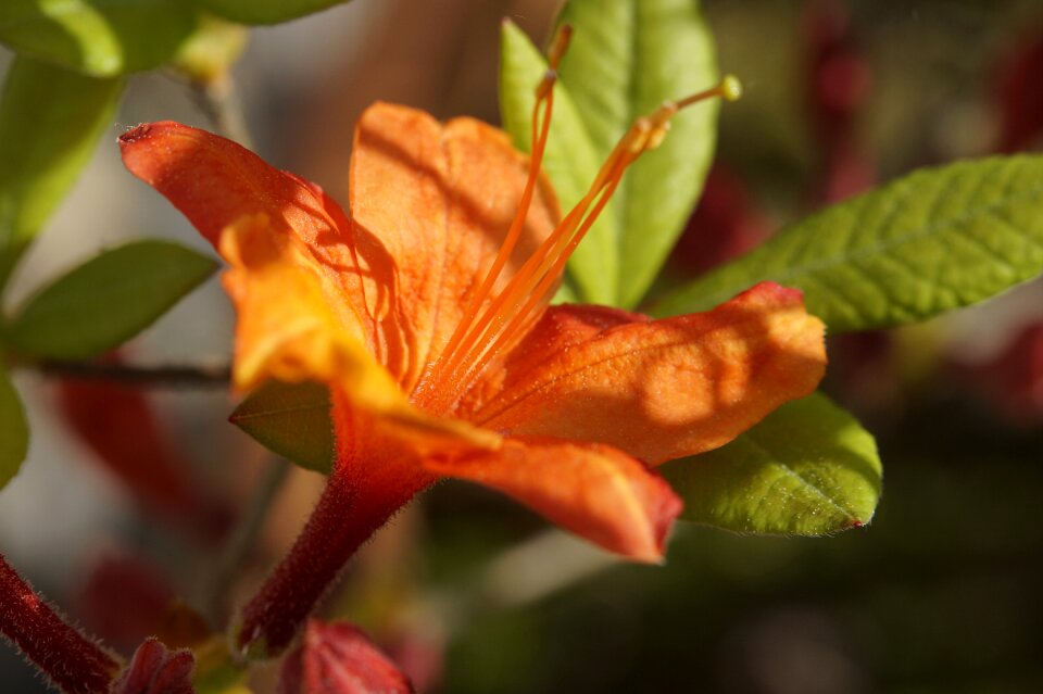 Orange spring blossom