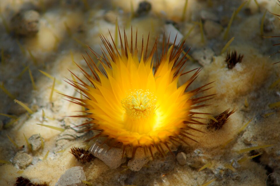 Yellow star cactus