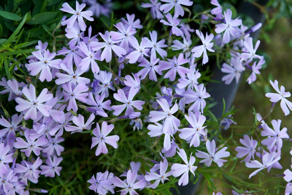 Bloom nature close up
