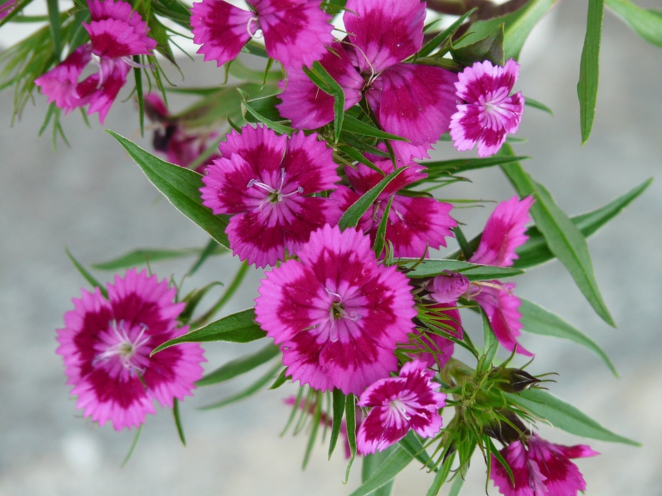 Bloom bush elke pink