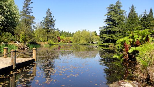 Trees reflections summer photo