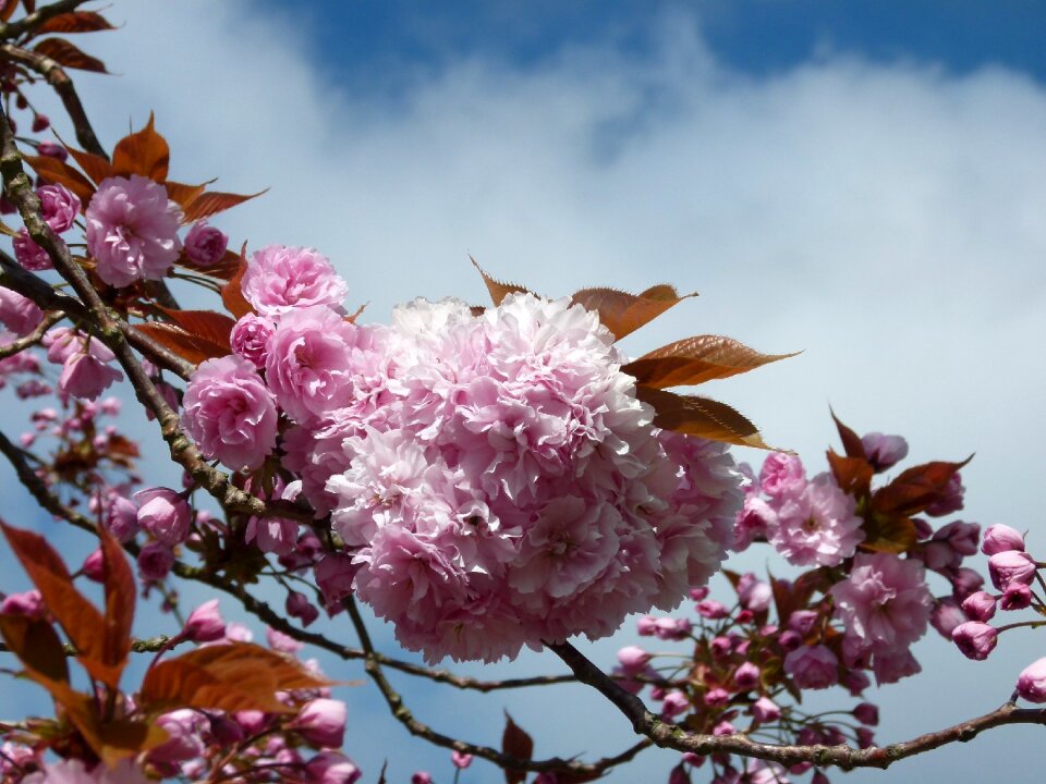 Spring nature tree