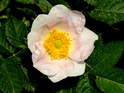 Pink petals green