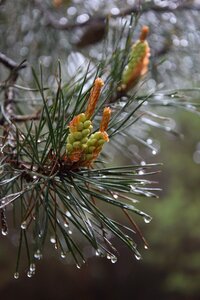 Closeup coniferous wet