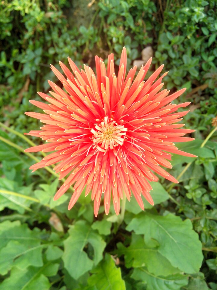 Nature bloom plant