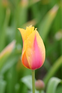 Tulip drop yellow