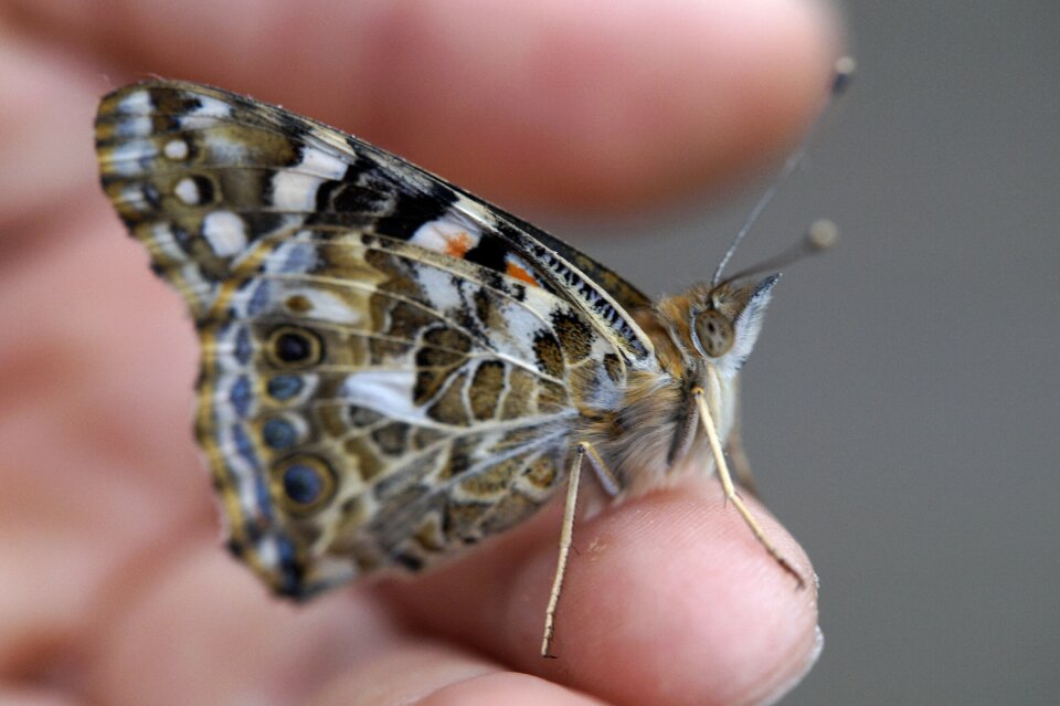Edelfalter insect summer