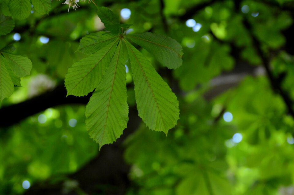 Tree nature leaf