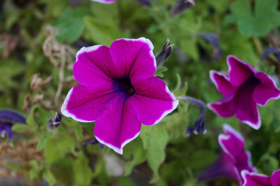 Nature garden gardening