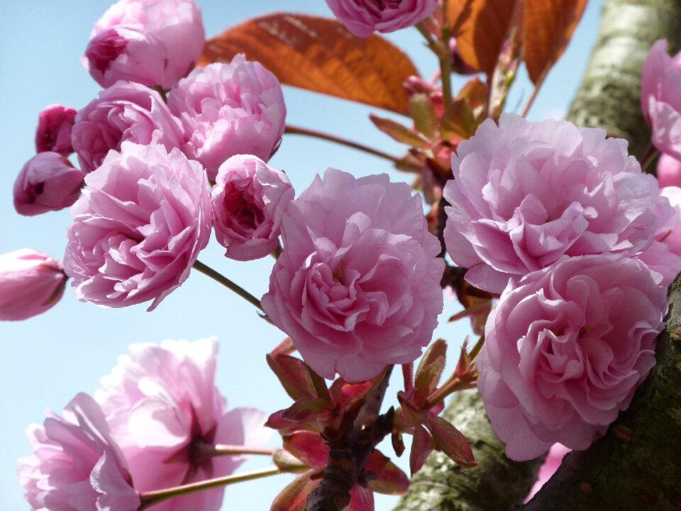 Pink spring nature