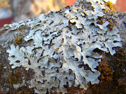 Plant mushroom parmelia saxatilis
