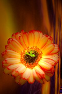 Flower petals orange