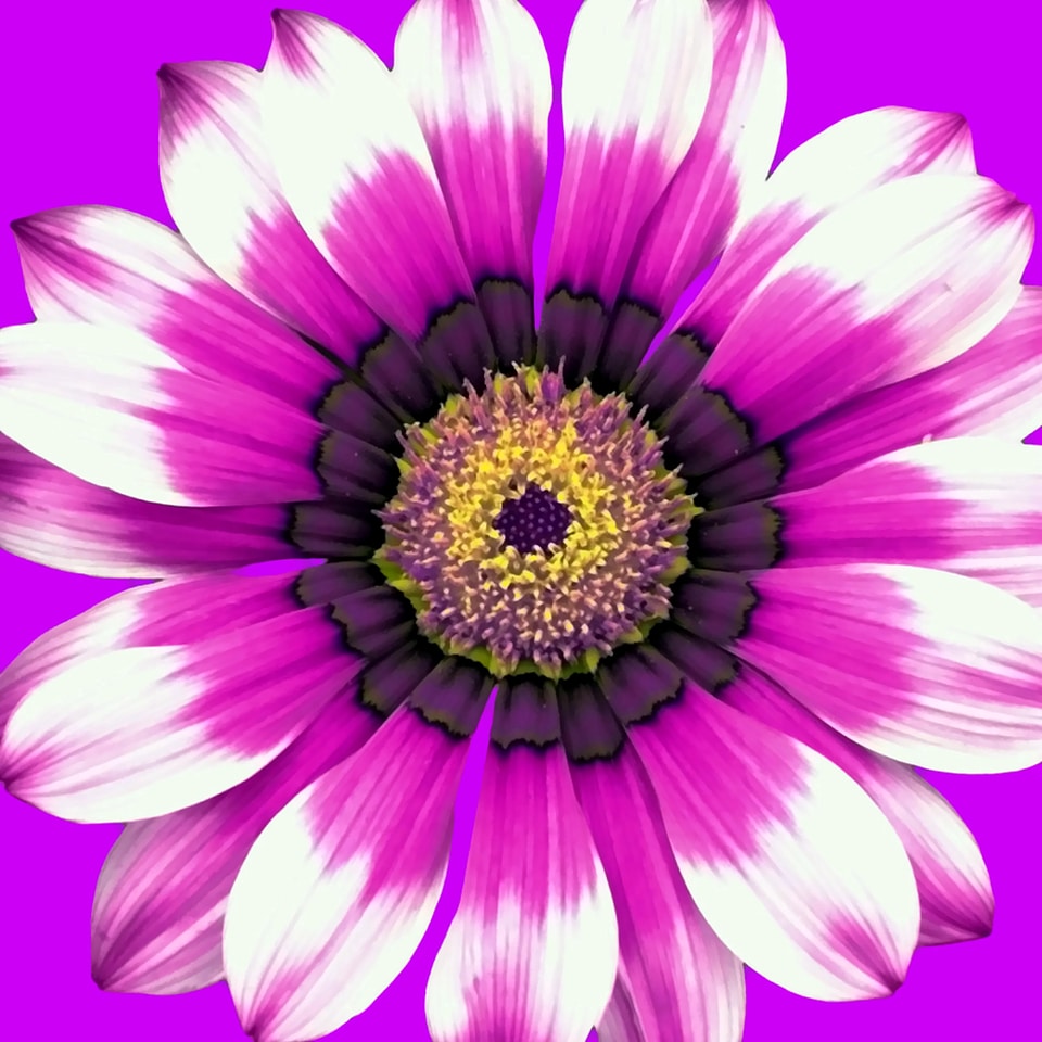 Nature purple graphic