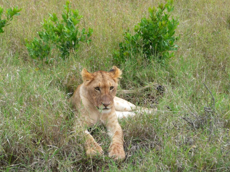 Wild wildlife