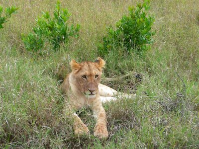 Wild wildlife