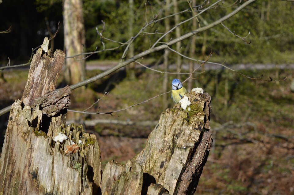 Tit helsinki seurasaari