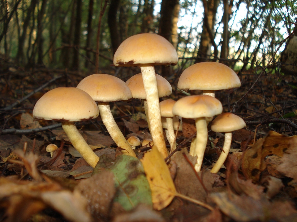 Nature autumn forest