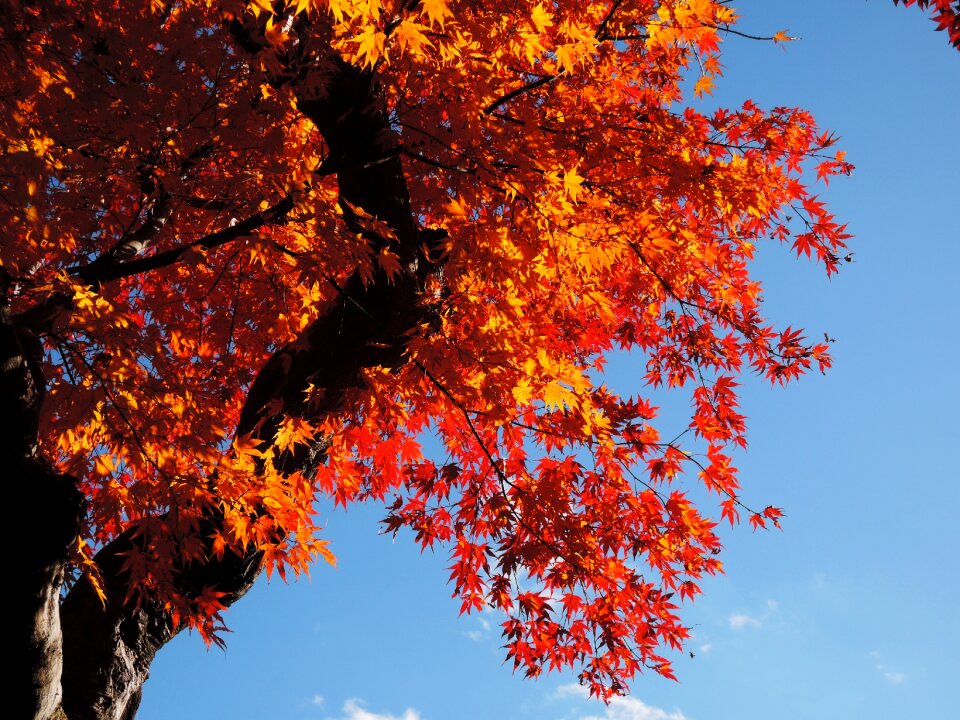 Tree orange leaf red leaves