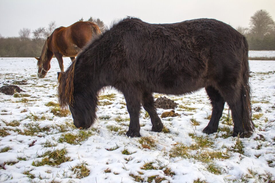 Winter horses grasses