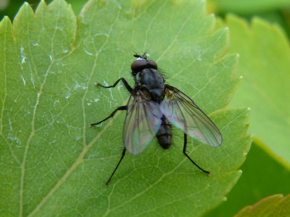 Insect green nature