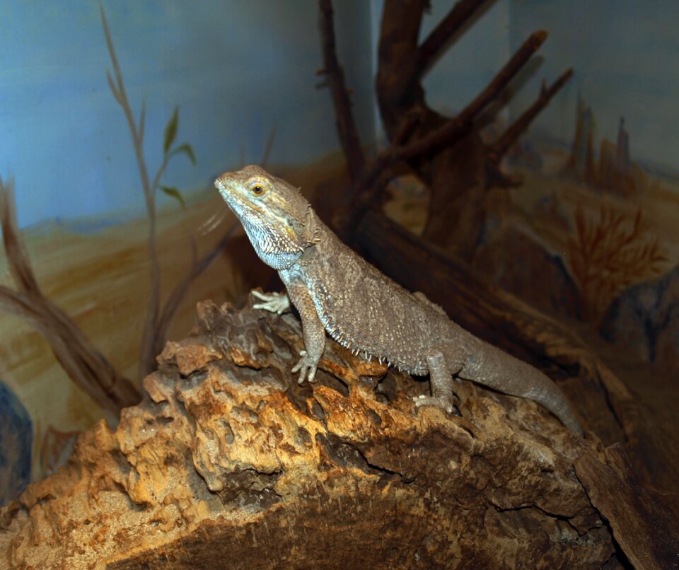 Lizard reptile reptiles