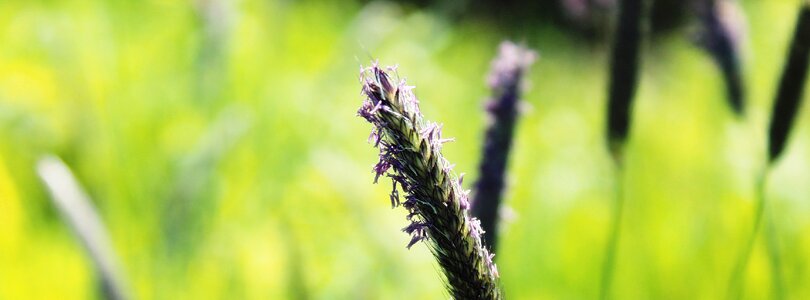 Nature grass inflorescence