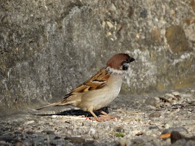 Fauna the sparrow nature photo