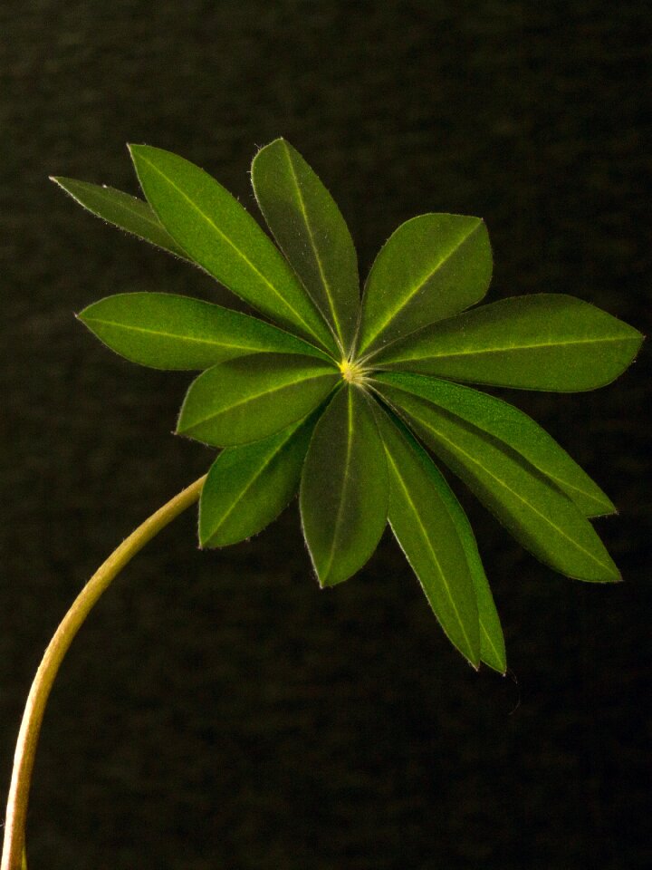 Lupine plant leaf structure