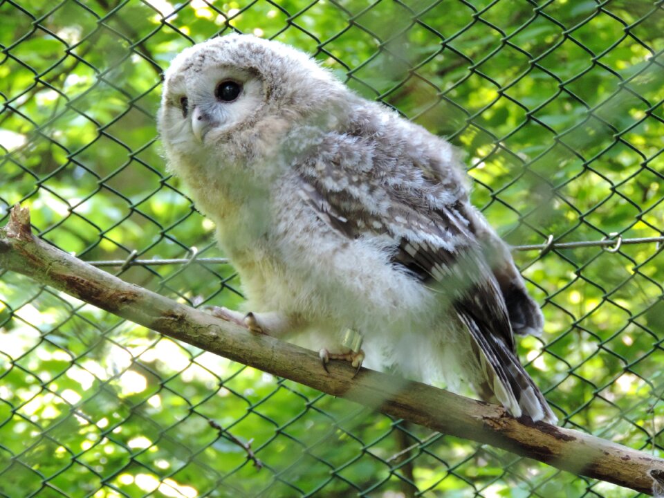 Snowy owl zoo animal recording