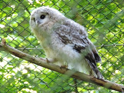Snowy owl zoo animal recording