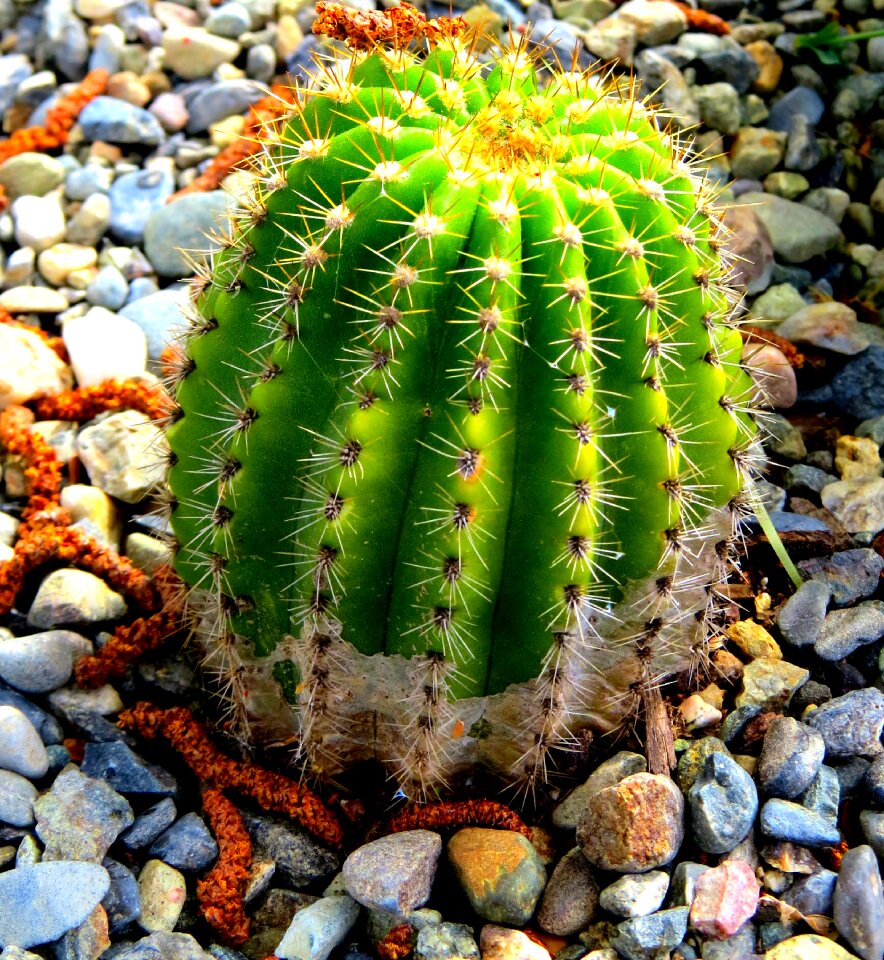 Green natural garden