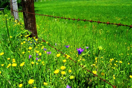 Meadow flowers rusted barbed wire nature