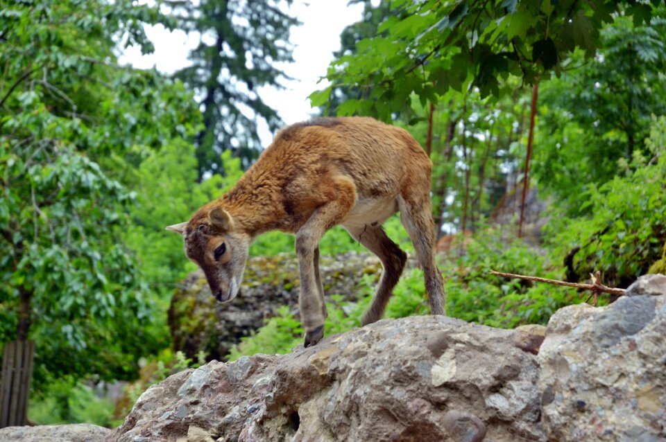 Forest red deer young