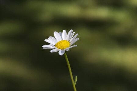 Flowers daisy garden